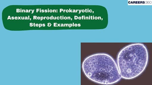 Binary Fission: Prokaryotic, Asexual, Reproduction, Definition, Steps & Examples