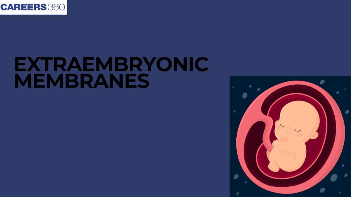 Extraembryonic Layers: Definition, Meaning, Types, Description, & Facts