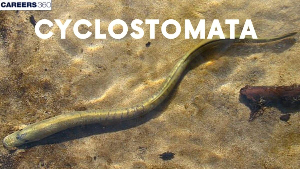 Cyclostomata
