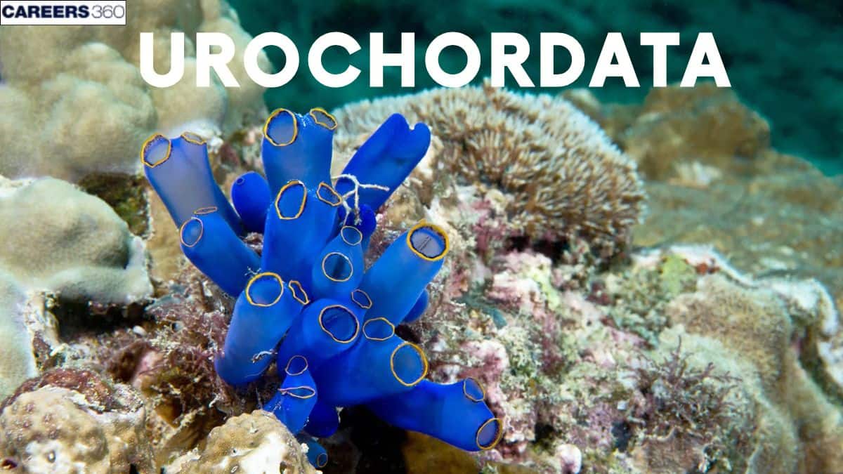 Urochordata: Definition, Meaning, Classification, characteristics, Examples