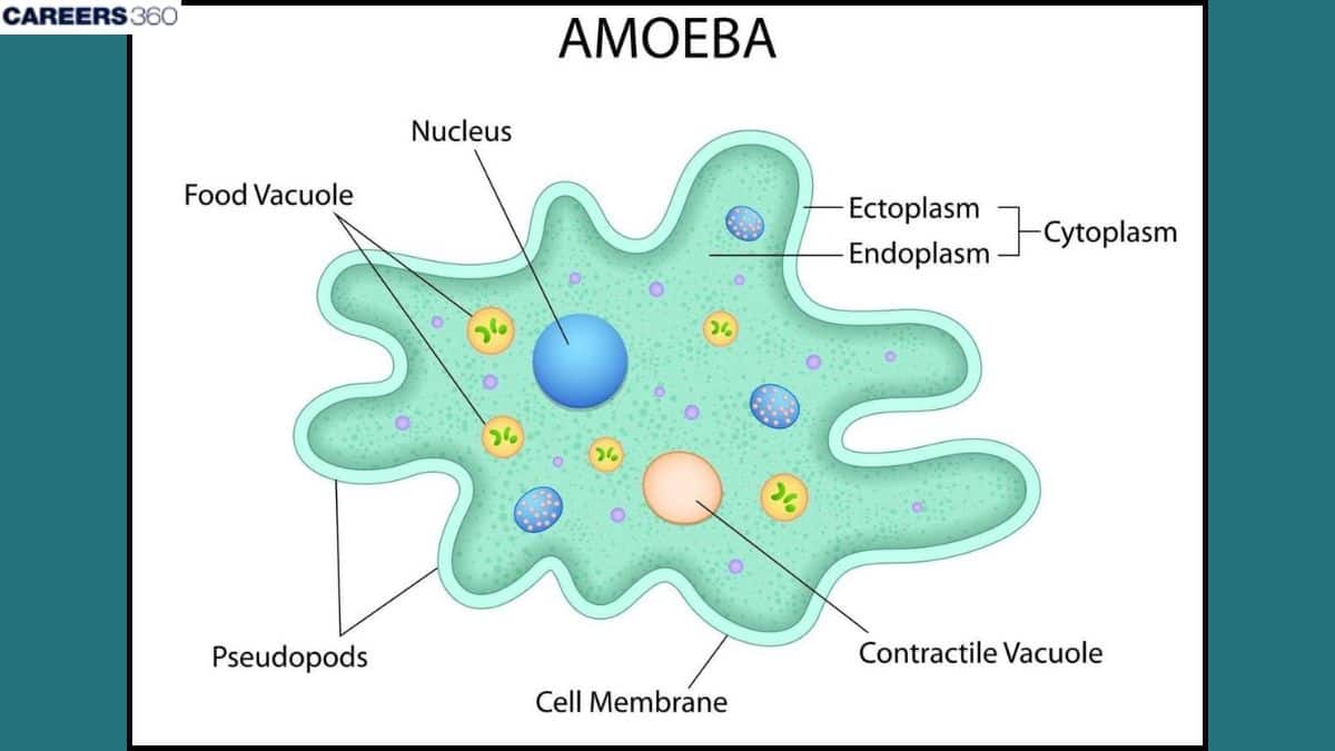 Amoeba - Structure & Classification