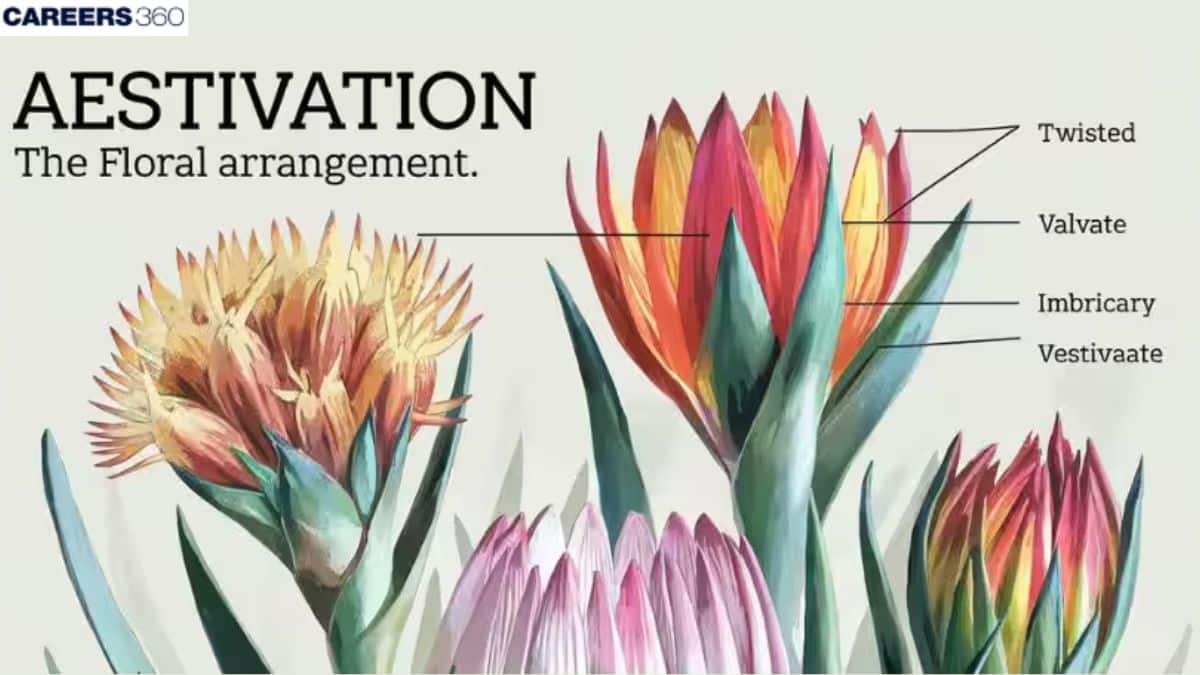 Aestivation: The Floral Arrangement