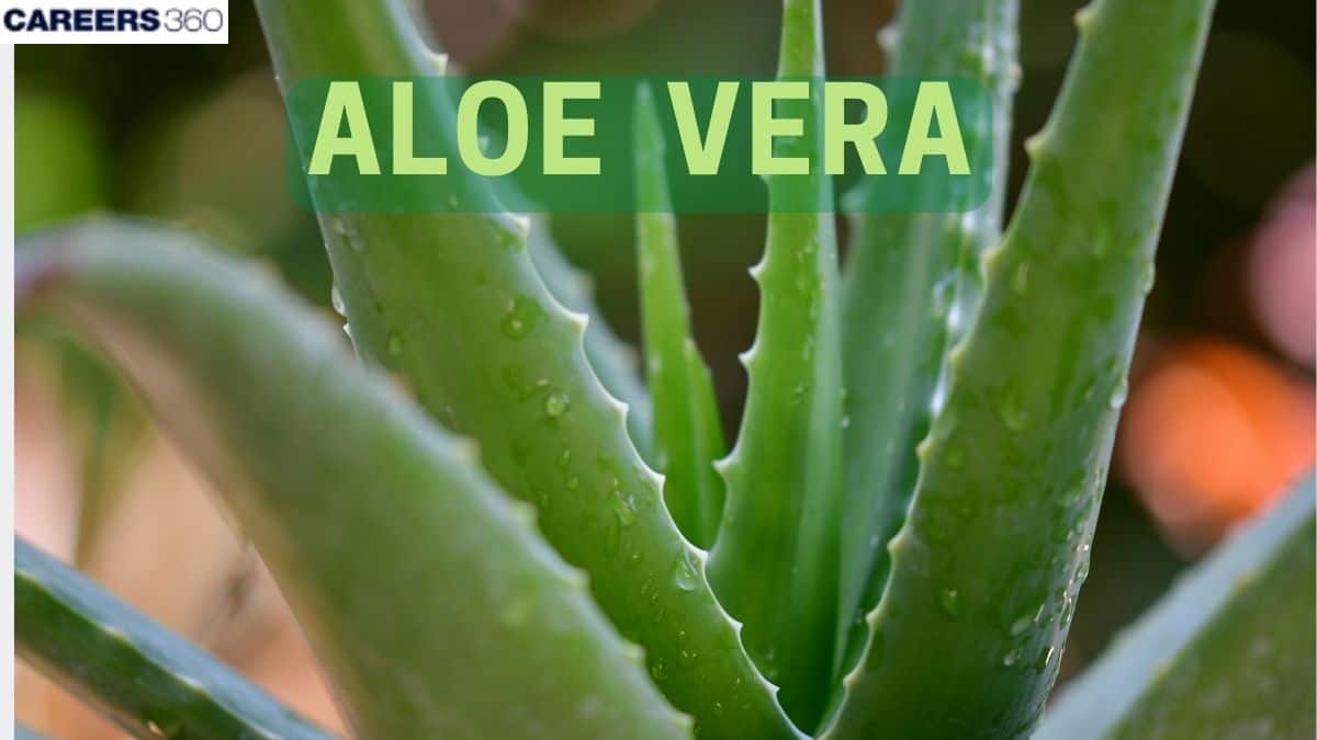 mascarilla aloe vera Mascarilla Aloe Vera & Agua de coco Every Strand main image 1