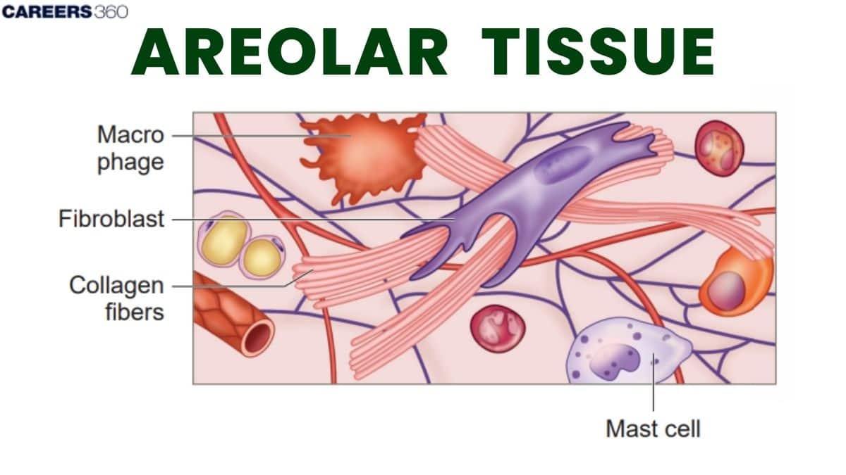 Areolar Tissue: Overview, Function, Characteristics & Types