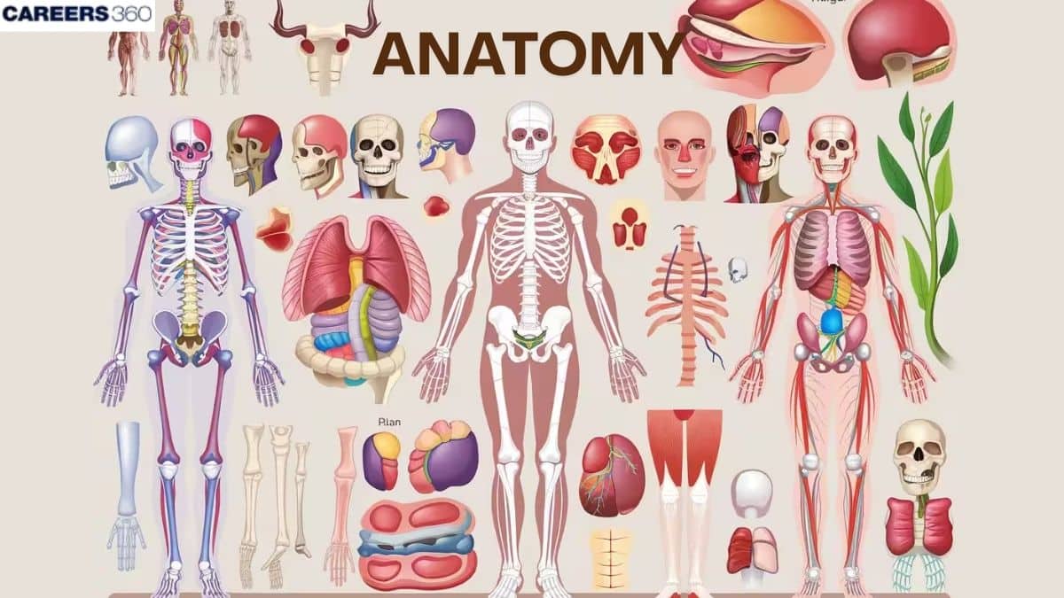 Anatomy