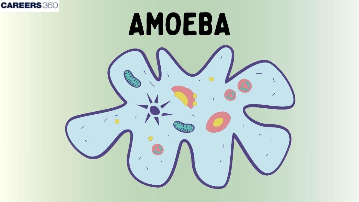 Amoeba - Structure & Classification