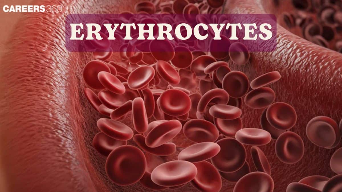 Erythrocytes (Red Blood Cells)