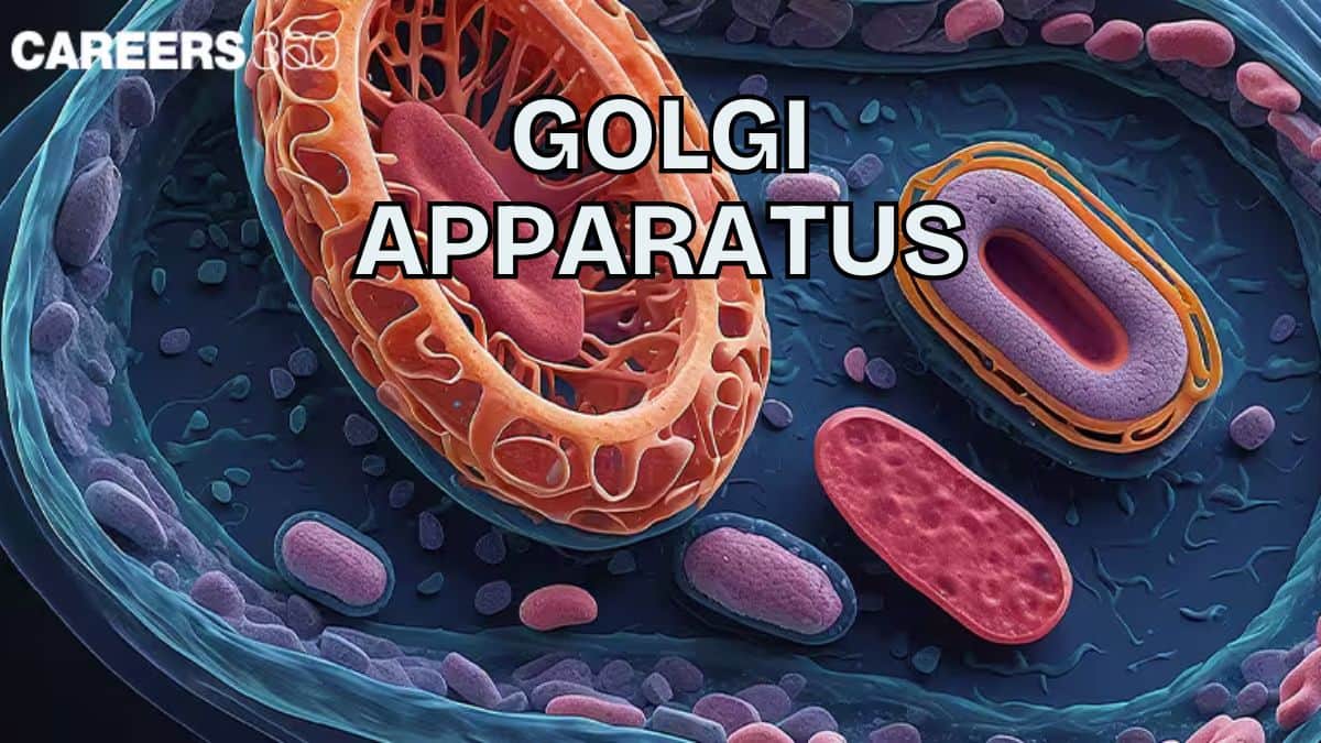 Golgi apparatus