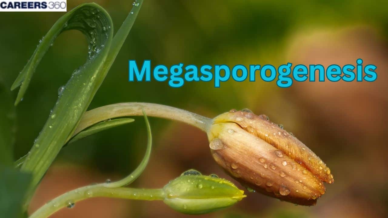 Process of Megasporogenesis