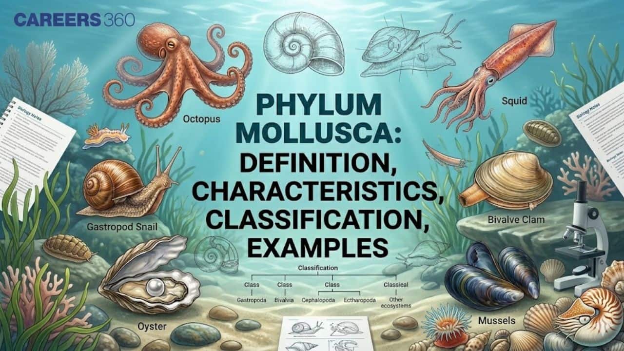 Phylum Moolusca Phylum Mollusca: Definition, Example, Characteristics & Classification