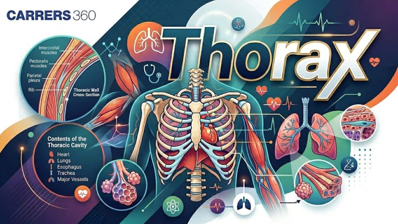 Thorax: Definition, Function, Diagram and Examples