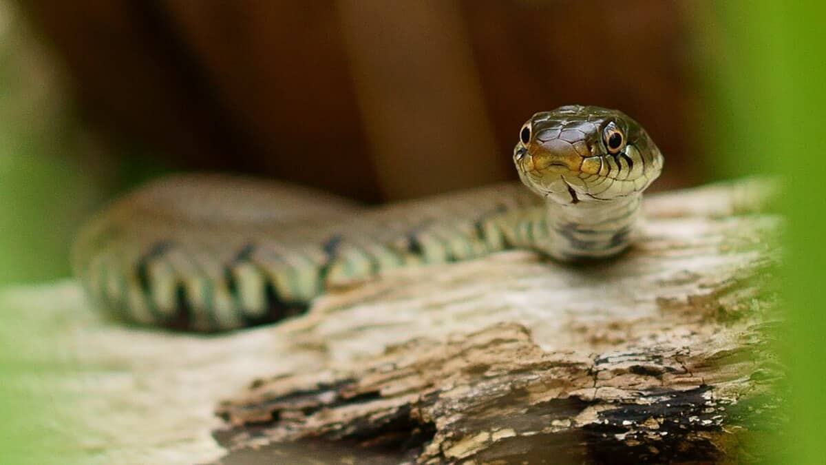 Three students were undergoing treatment and they were promptly administered the anti-venom medicines, Avishyant Panda, district collector said. (image source: Wikimedia Commons )