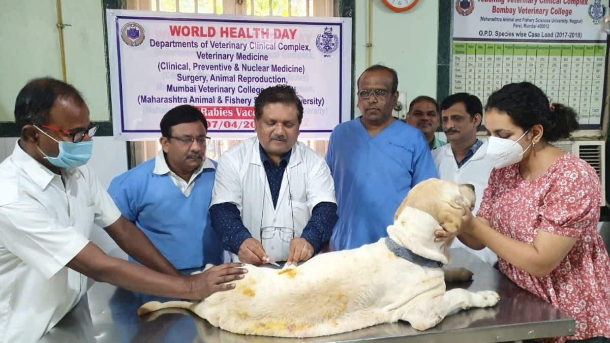 Until now, MAFSU Naggpur only had its constituent colleges, including six veterinary science institutes. (Image: Mumbai Veterinary College)