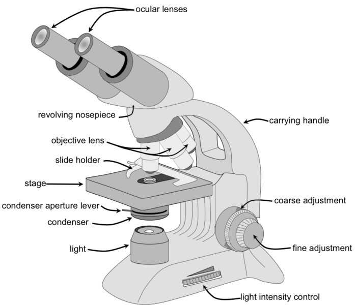Simple Microscope Line Icon Stroke Pictogram Stock Vector (Royalty Free)  2355682531 | Shutterstock