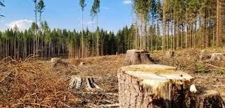 Deforestration