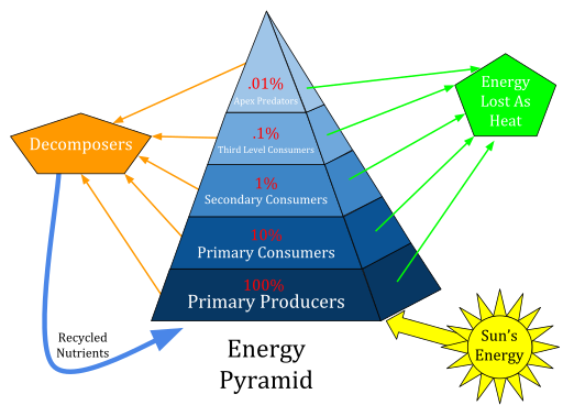 Energy pyramid diagram
