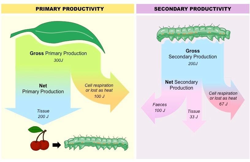 Ecological Productivity | BioNinja