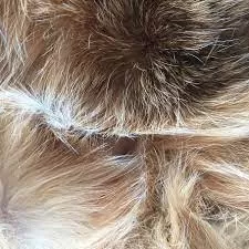 Animal Fibre - Definition, Examples, Types, FAQs Animal Fibre - Definition, Examples, Types, FAQs
