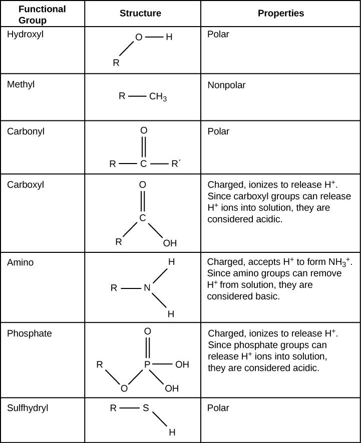 Функциональная группа зайца. Functional Groups of Organic Chemistry. Functional Groups in Organic Chemistry. Функциональные группы в биологии. Hydroxyl Group.