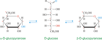 anomers of glucose in Haworth projection