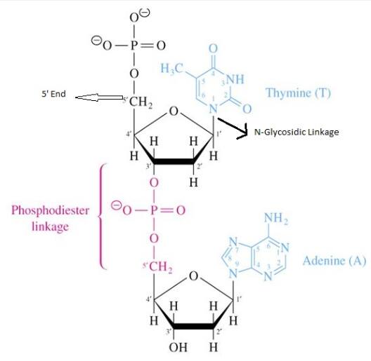 structure of glucose and fructose - Overview, Structure, Properties & Uses