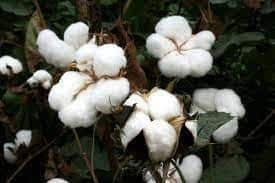 Cotton plant