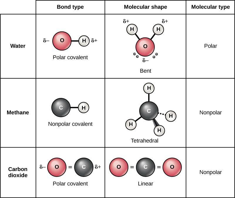 Difference Between Polar and Nonpolar Molecules