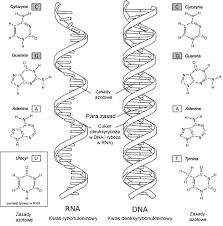 RNA and DNA