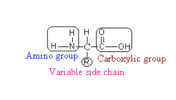 examples of zwitterion