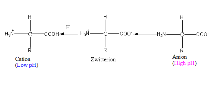 Zwitterion form of amino acids
