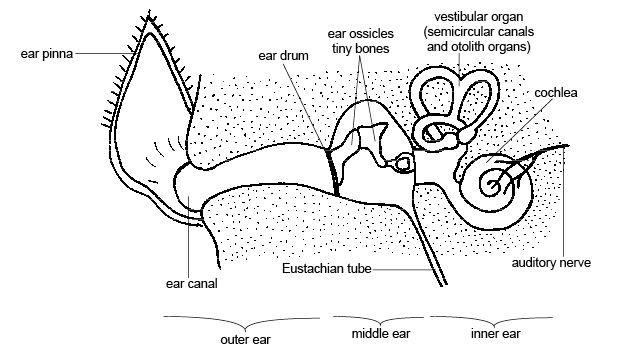 Structure of the human ear