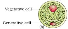 Sexual Reproduction in Flowering Plants Class 12 Notes Biology