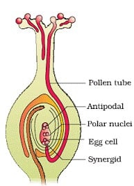 Sexual Reproduction in Flowering Plants Class 12 Notes Biology