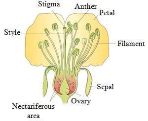 Sexual Reproduction in Flowering Plants Class 12 Notes Biology