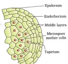 Sexual Reproduction in Flowering Plants Class 12 Notes Biology