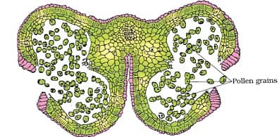 Sexual Reproduction in Flowering Plants Class 12 Notes Biology