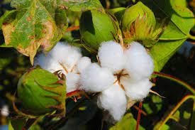 Figure showing picture of the cotton plant