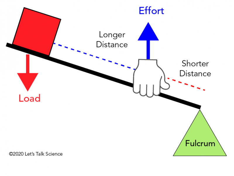 In a third class lever, the effort is located between the load and the fulcrum.