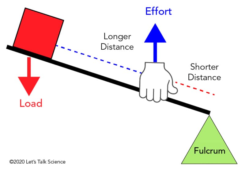 In a third class lever, the effort is located between the load and the fulcrum.