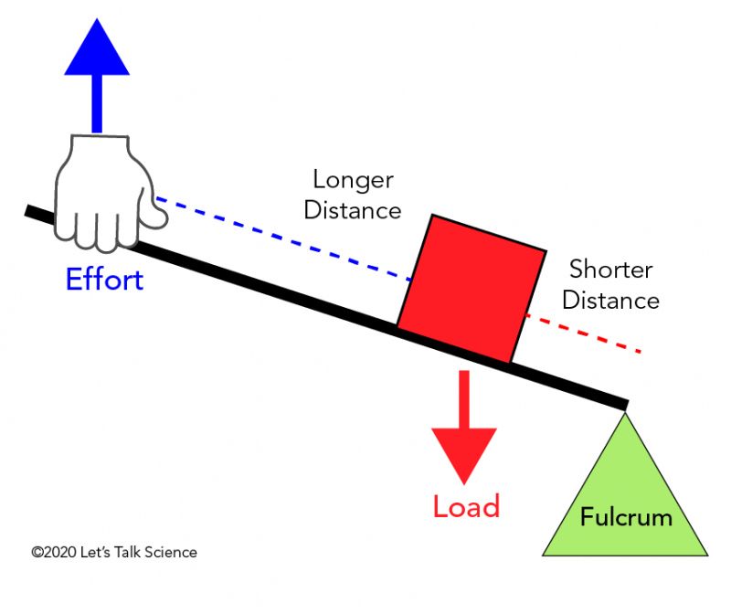 In a second class lever, the load is located between the effort and the fulcrum.