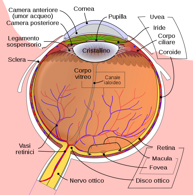 human eye