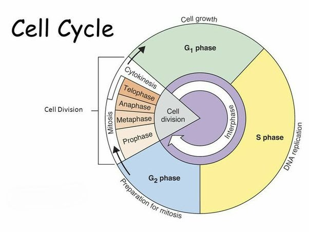 Cell cycle