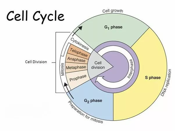 Cell Cycle and Cell Division – Notes, Topics, Formulas, Equations, Books,  Question & Answers