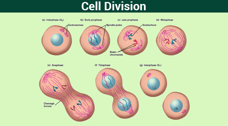 Cell Division