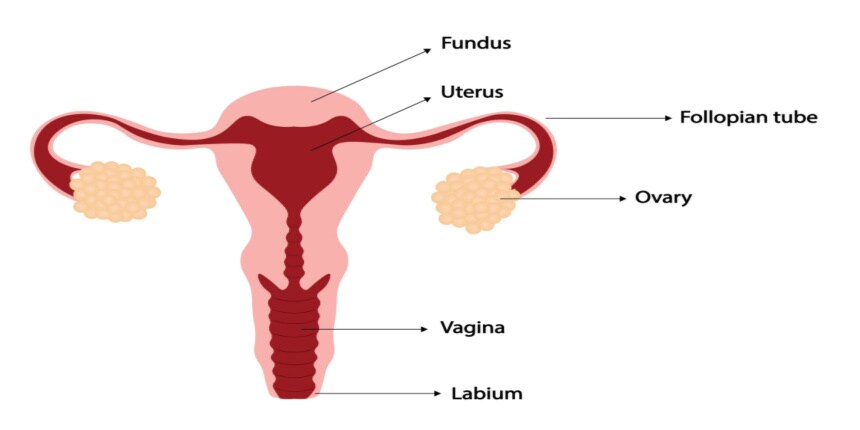 Female Reproductive System