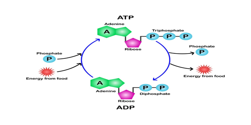 ATP-ADP
