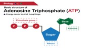 Atp Structure