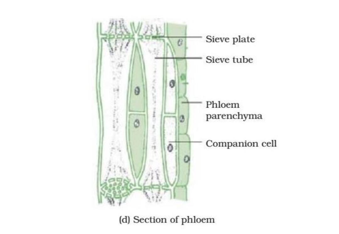 Phloem. Клетки флоэмы. Sieve Plate of the phloem. Secondary phloem. Флоэма клетки лишены
