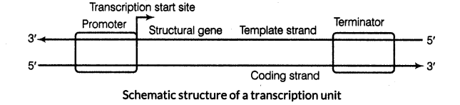 molecular-basis-of-inheritance-cbse-notes-for-class-12-biology-9