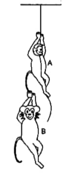 Two Monkeys A And B